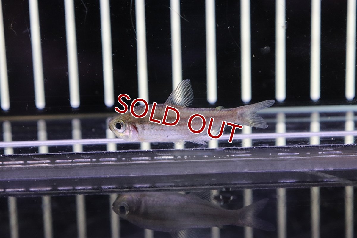 画像2: 【淡水魚】スーパーストライプダイヤモンドテトラ ワイルド【1匹 サンプル画像】(生体)【珍カラ】(熱帯魚)NKCK (2)