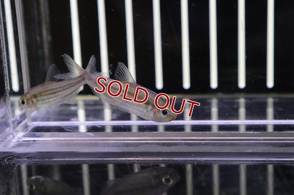 画像3: 【淡水魚】スーパーストライプダイヤモンドテトラ ワイルド【1匹 サンプル画像】(生体)【珍カラ】(熱帯魚)NKCK (3)