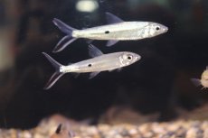 画像1: 【淡水魚】【通販】レア種 ホワイトテールヘミオダス リオアラグアイア産 ワイルド ±5-7cm【1匹】（生体）【珍カラ】（熱帯魚）NKCK (1)