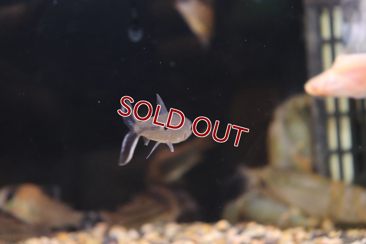 画像2: 【淡水魚】レア種 ホワイトテールヘミオダス リオアラグアイア産 ワイルド ±5-7cm【1匹】（生体）【珍カラ】（熱帯魚）NKCK (2)