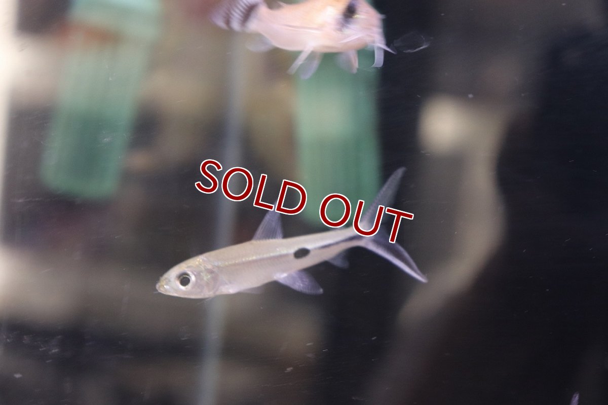 画像3: 【淡水魚】レア種 ホワイトテールヘミオダス リオアラグアイア産 ワイルド ±5-7cm【1匹】（生体）【珍カラ】（熱帯魚）NKCK (3)