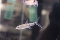 画像3: 【淡水魚】【通販】レア種 ホワイトテールヘミオダス リオアラグアイア産 ワイルド ±5-7cm【1匹】（生体）【珍カラ】（熱帯魚）NKCK (3)