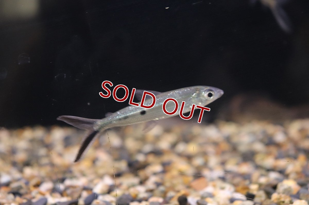 画像4: 【淡水魚】レア種 ホワイトテールヘミオダス リオアラグアイア産 ワイルド ±5-7cm【1匹】（生体）【珍カラ】（熱帯魚）NKCK (4)