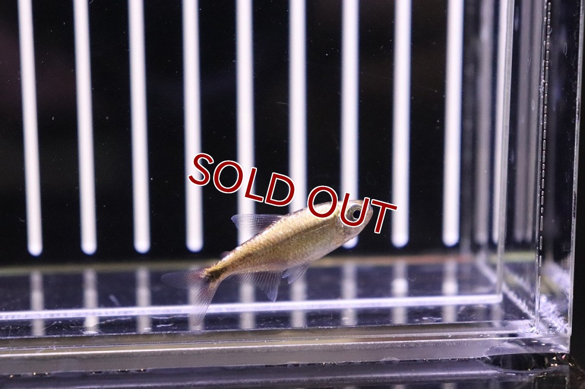 画像2: 【淡水魚】フルプラチナ ピンクチェリーヘミグラムス リオジュルエナ産【1匹】（生体）【珍カラ】（熱帯魚）NKCK (2)