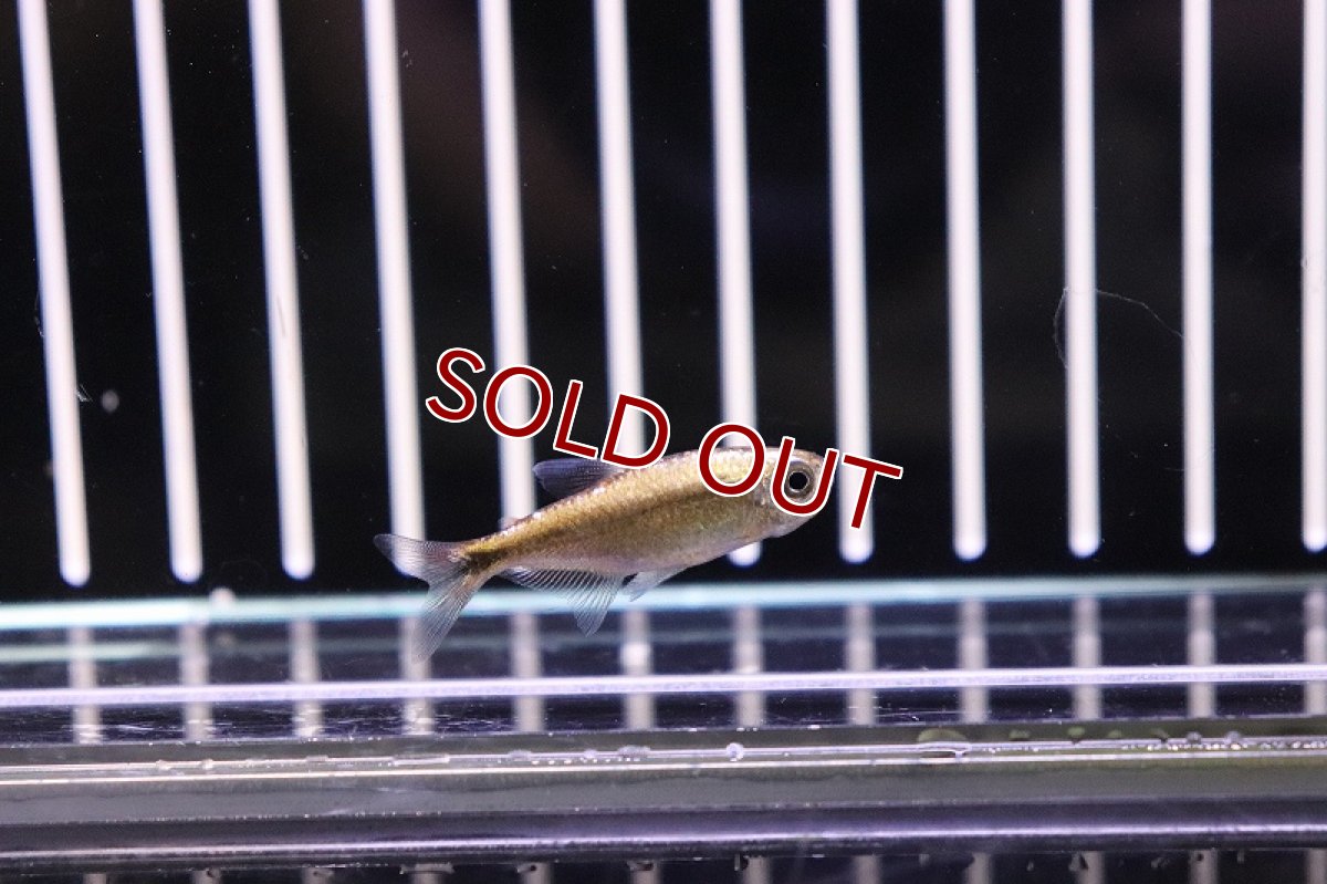 画像3: 【淡水魚】フルプラチナ ピンクチェリーヘミグラムス リオジュルエナ産【1匹】（生体）【珍カラ】（熱帯魚）NKCK (3)