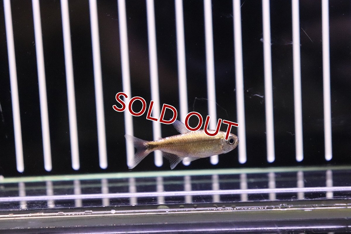 画像4: 【淡水魚】フルプラチナ ピンクチェリーヘミグラムス リオジュルエナ産【1匹】（生体）【珍カラ】（熱帯魚）NKCK (4)