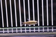 画像4: 【淡水魚】【通販】フルプラチナ ピンクチェリーヘミグラムス リオジュルエナ産【1匹】（生体）【珍カラ】（熱帯魚）NKCK (4)