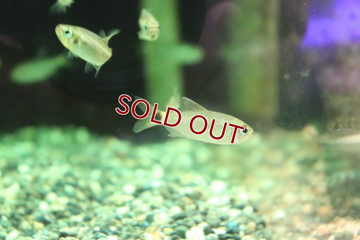 画像2: 【淡水魚】新種　ブラックスポットテールコギャルテトラ リオアリノス産 ワイルド【1匹】（生体）【珍カラ】（熱帯魚）NKCK (2)