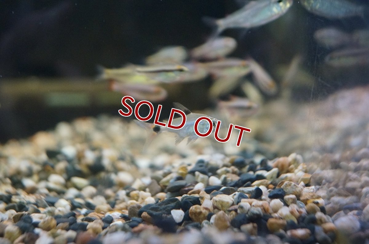 画像3: 【淡水魚】レア種　サイクロプスパンダテトラ リオアリプアナ産 ワイルド【1匹】（生体）【珍カラ】（熱帯魚）NKCK (3)