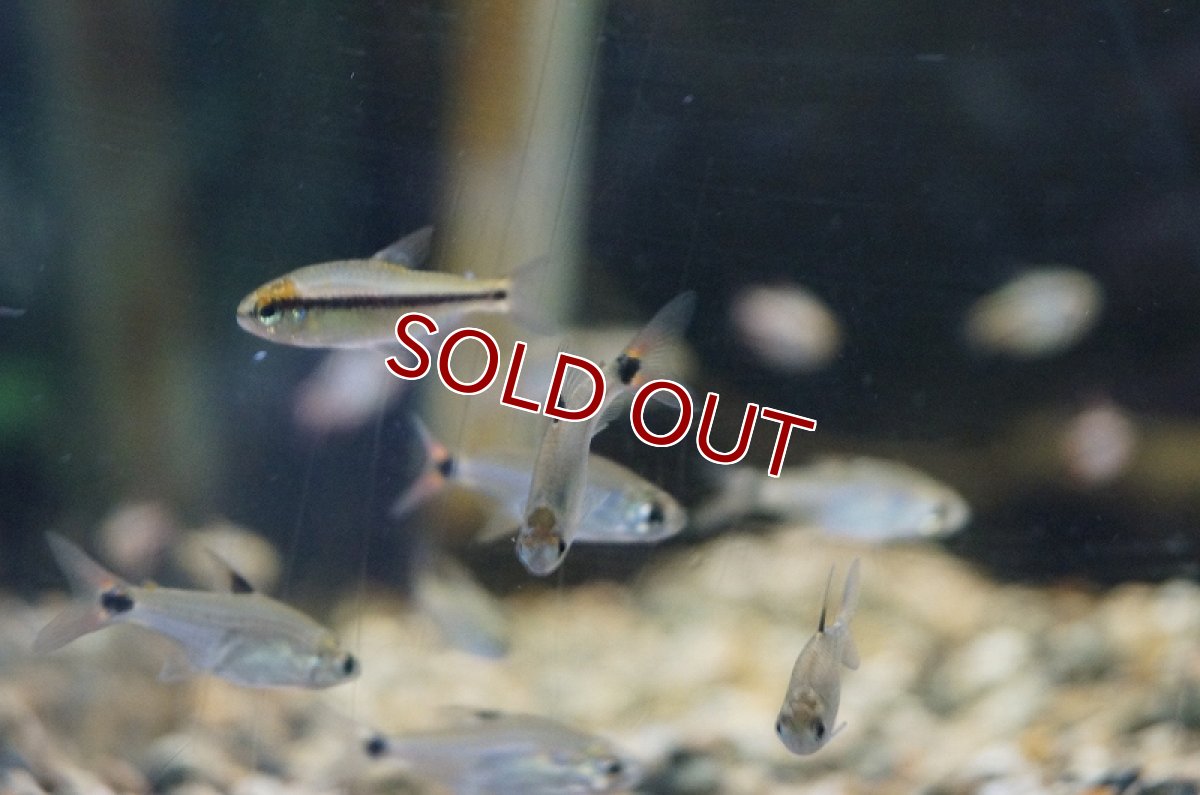 画像5: 【淡水魚】レア種　サイクロプスパンダテトラ リオアリプアナ産 ワイルド【1匹】（生体）【珍カラ】（熱帯魚）NKCK (5)