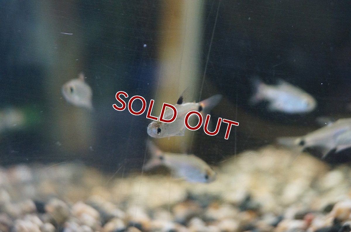 画像6: 【淡水魚】レア種　サイクロプスパンダテトラ リオアリプアナ産 ワイルド【1匹】（生体）【珍カラ】（熱帯魚）NKCK (6)