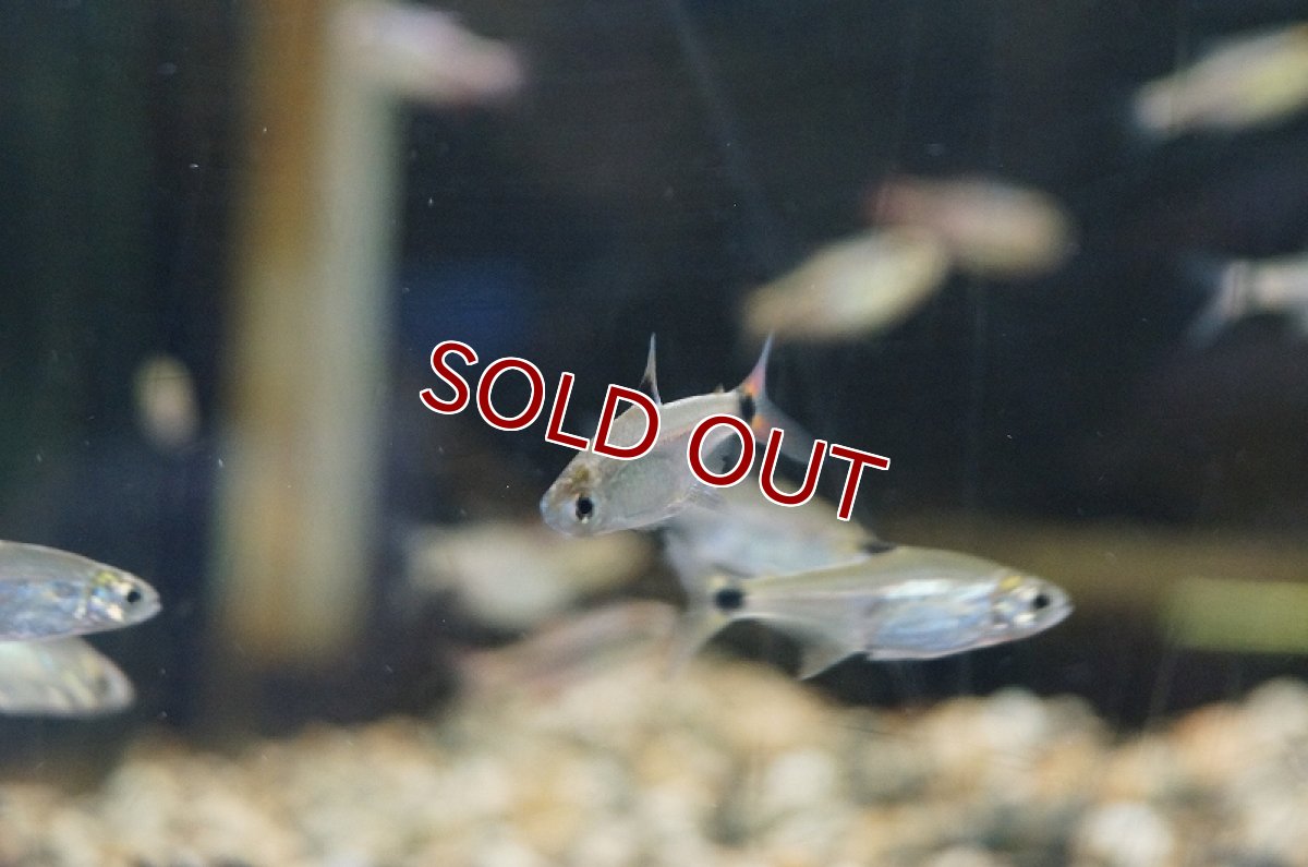 画像8: 【淡水魚】レア種　サイクロプスパンダテトラ リオアリプアナ産 ワイルド【1匹】（生体）【珍カラ】（熱帯魚）NKCK (8)