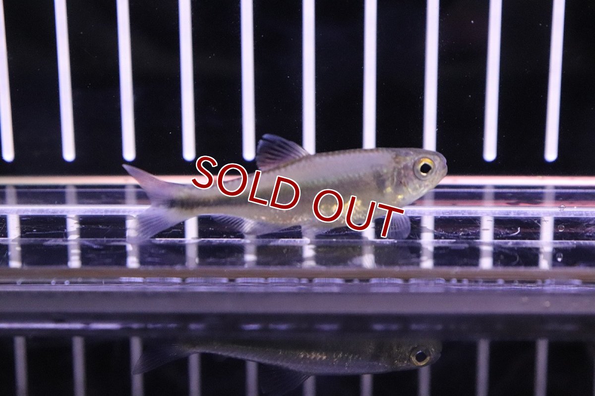 画像2: 【淡水魚】未記載種? クノダスspリオダスモルティス ワイルド【1匹】（生体）【珍カラ】（熱帯魚）NKCK (2)