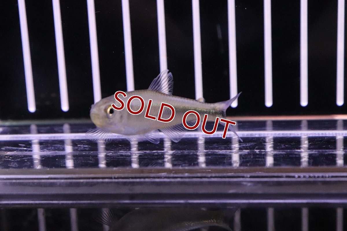 画像3: 【淡水魚】未記載種? クノダスspリオダスモルティス ワイルド【1匹】（生体）【珍カラ】（熱帯魚）NKCK (3)