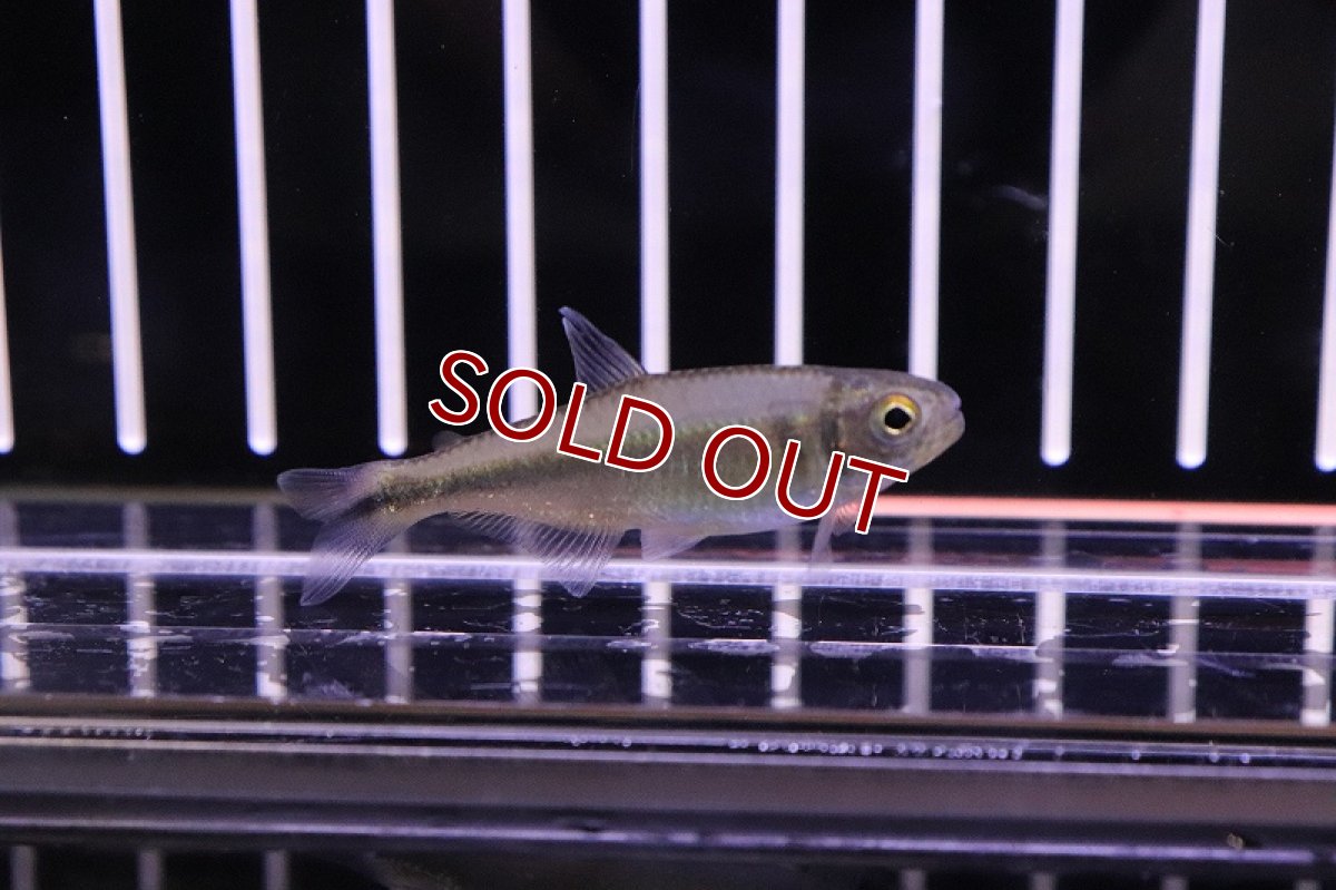 画像4: 【淡水魚】未記載種? クノダスspリオダスモルティス ワイルド【1匹】（生体）【珍カラ】（熱帯魚）NKCK (4)