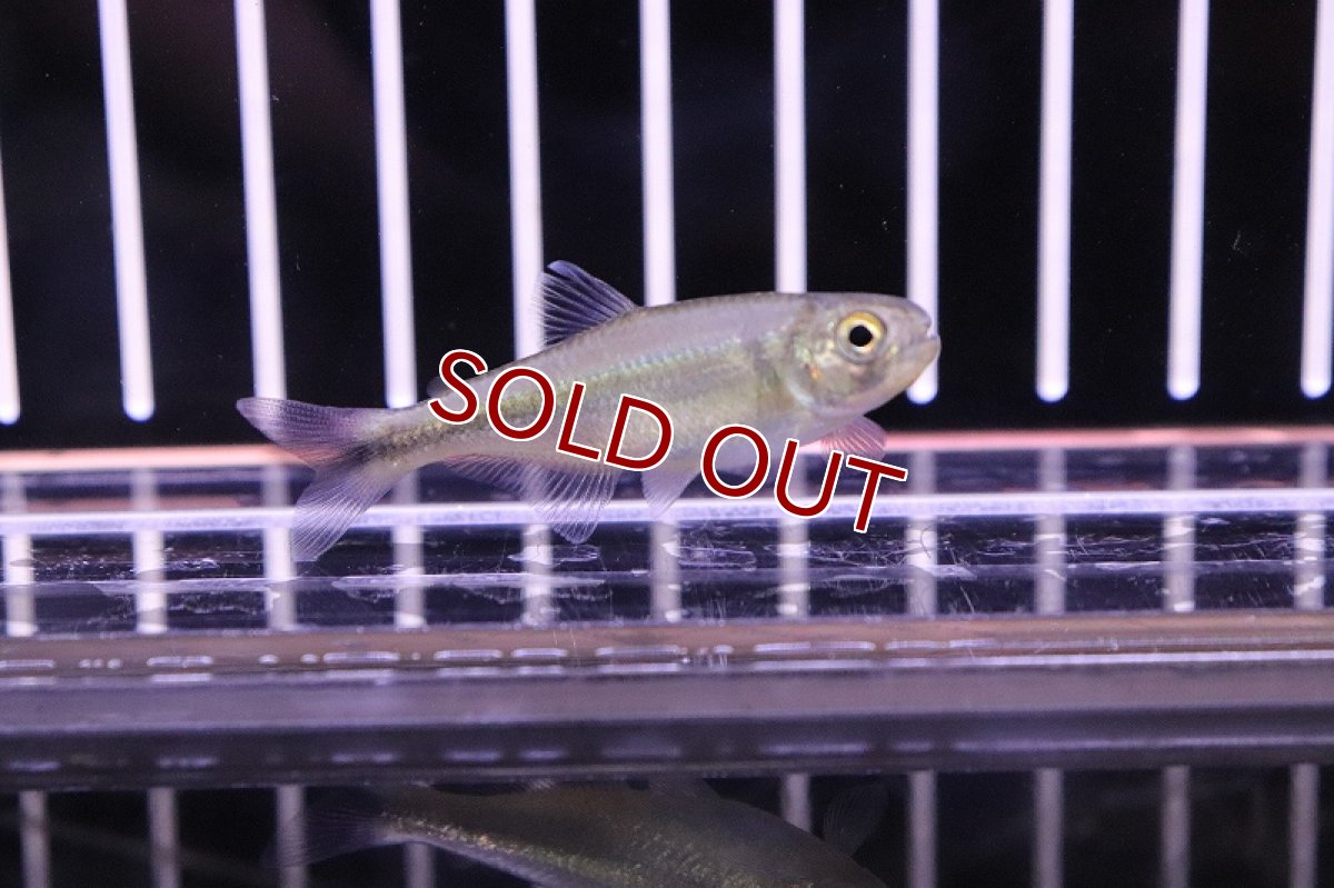 画像6: 【淡水魚】未記載種? クノダスspリオダスモルティス ワイルド【1匹】（生体）【珍カラ】（熱帯魚）NKCK (6)