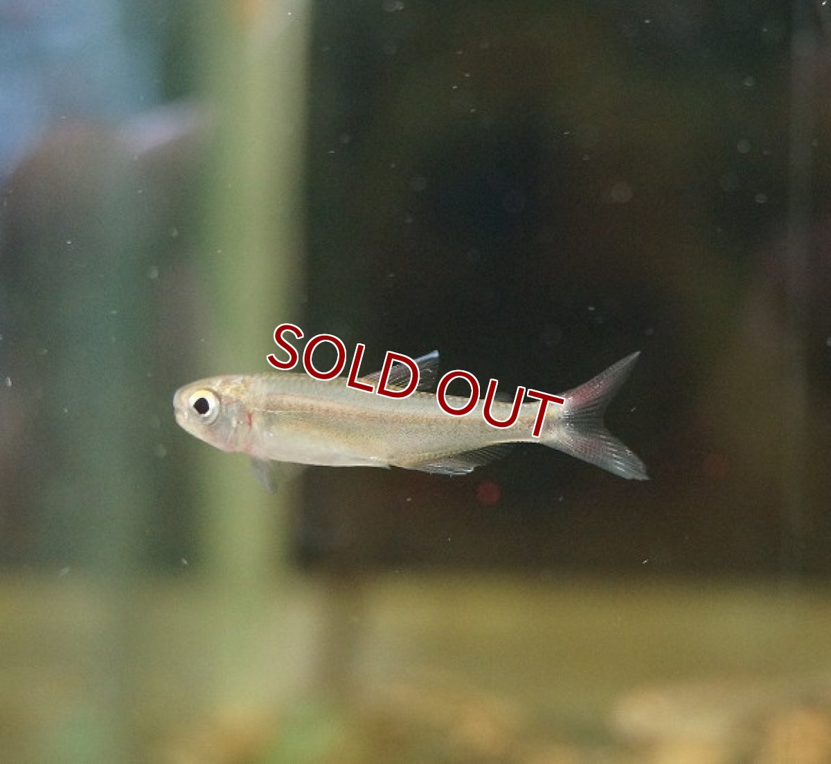 画像7: 【淡水魚】未記載種? クノダスspリオダスモルティス ワイルド【1匹】（生体）【珍カラ】（熱帯魚）NKCK (7)