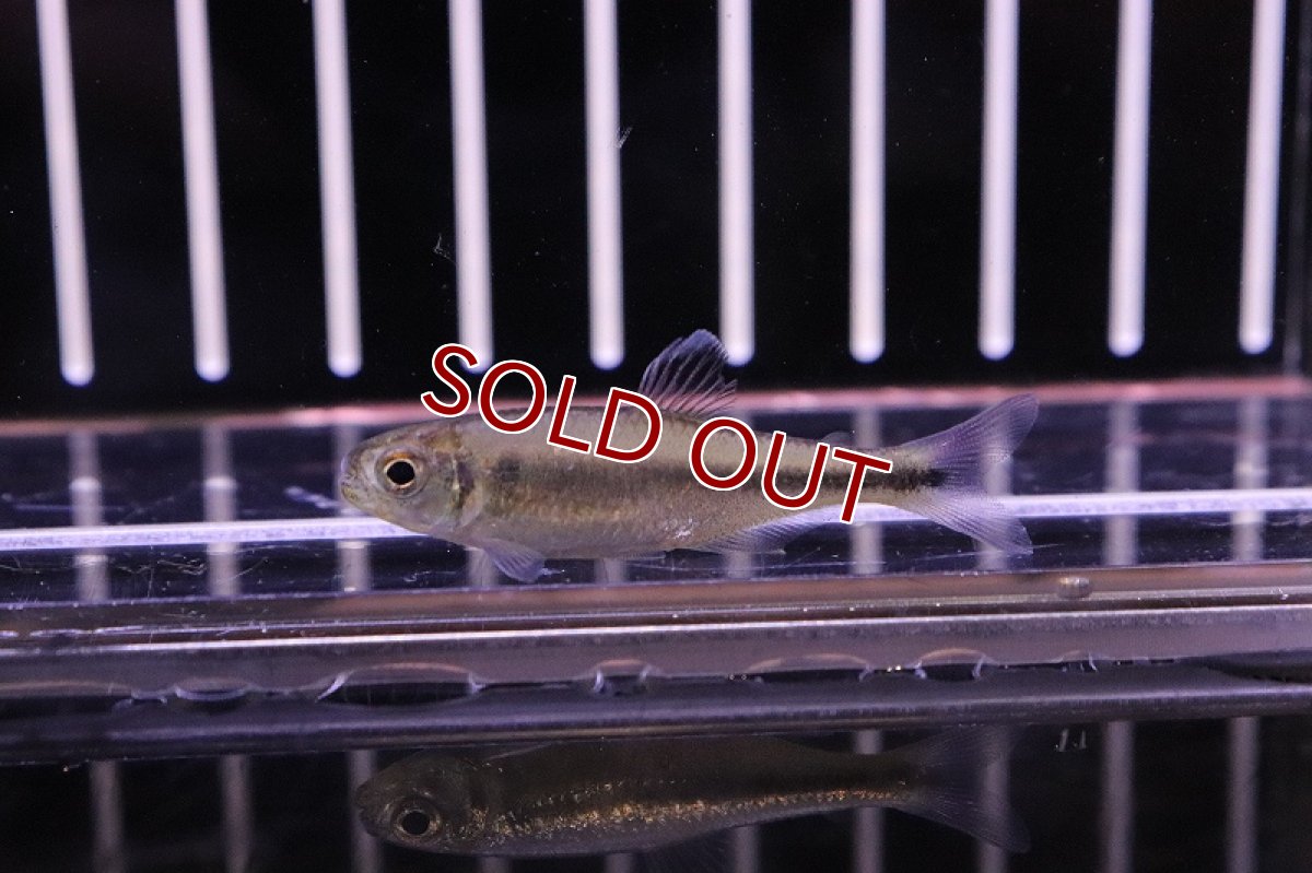 画像2: 【淡水魚】クノダスspメタリカ ワイルドリオアリノス産【1匹】（生体）【珍カラ】（熱帯魚）NKCK (2)