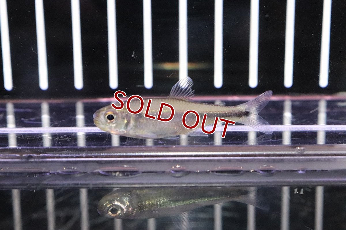 画像3: 【淡水魚】クノダスspメタリカ ワイルドリオアリノス産【1匹】（生体）【珍カラ】（熱帯魚）NKCK (3)