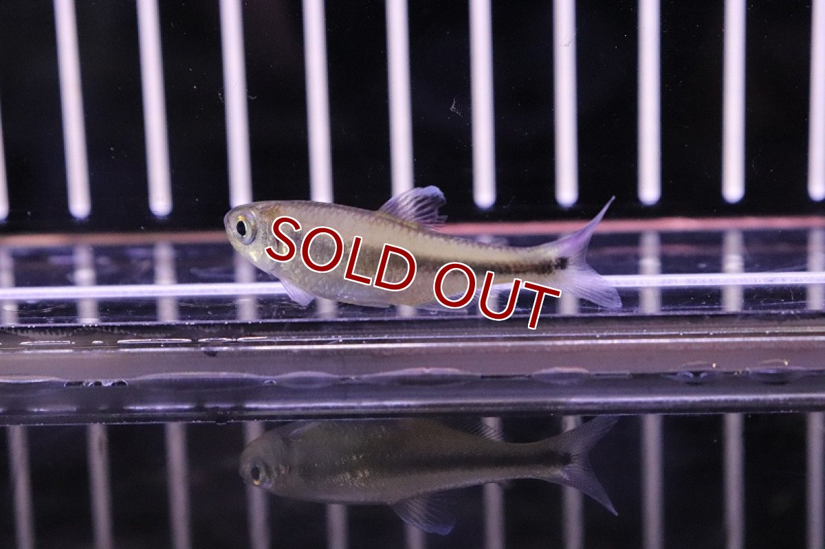 画像4: 【淡水魚】クノダスspメタリカ ワイルドリオアリノス産【1匹】（生体）【珍カラ】（熱帯魚）NKCK (4)