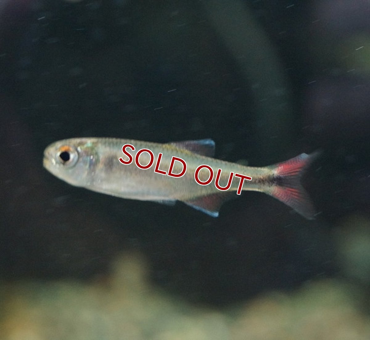 画像5: 【淡水魚】クノダスspメタリカ ワイルドリオアリノス産【1匹】（生体）【珍カラ】（熱帯魚）NKCK (5)