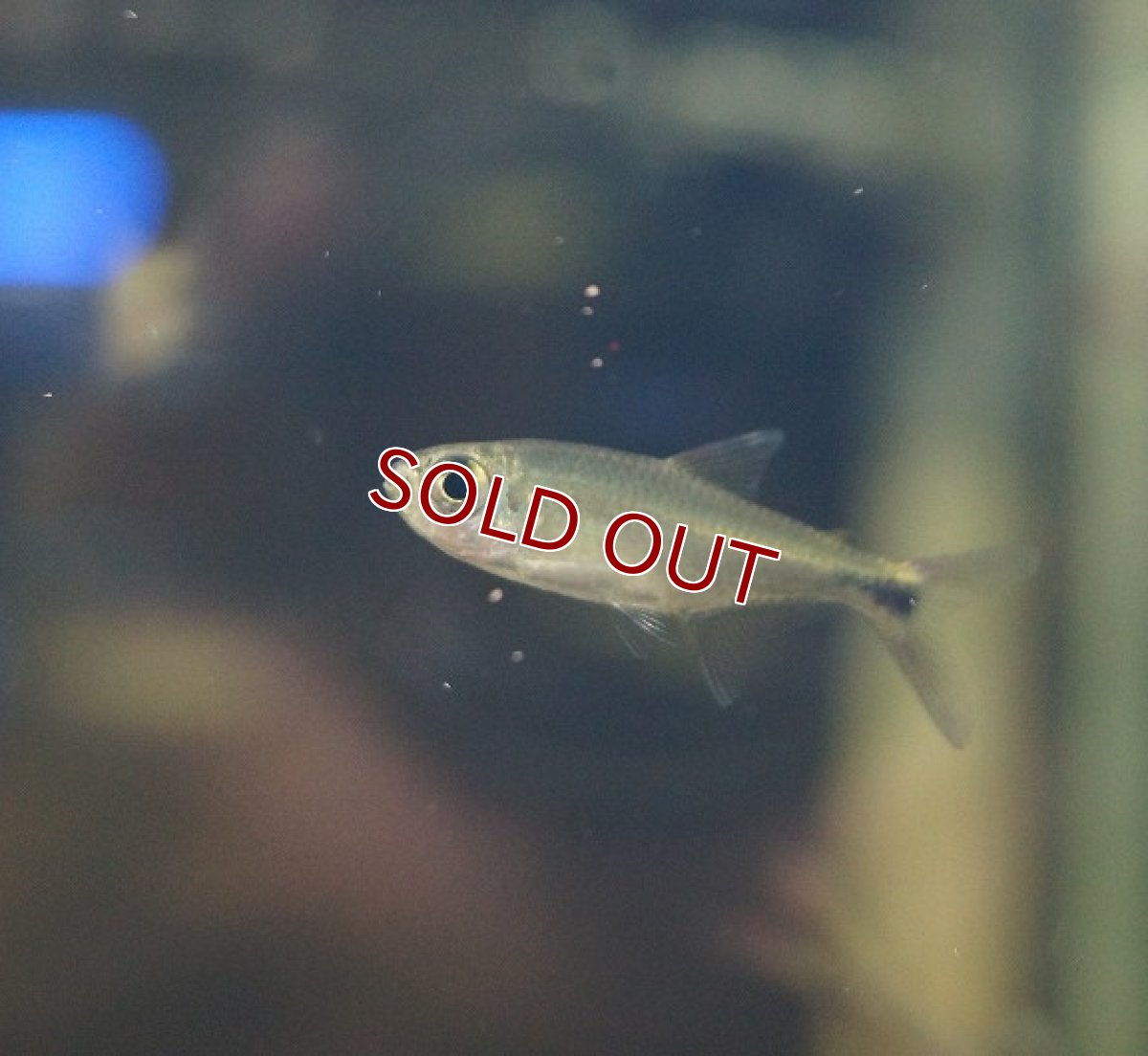 画像2: 【淡水魚】ホタルヘミグラムス リオジュルエナ産 ワイルド【1匹】（生体）【珍カラ】（熱帯魚）NKCK (2)