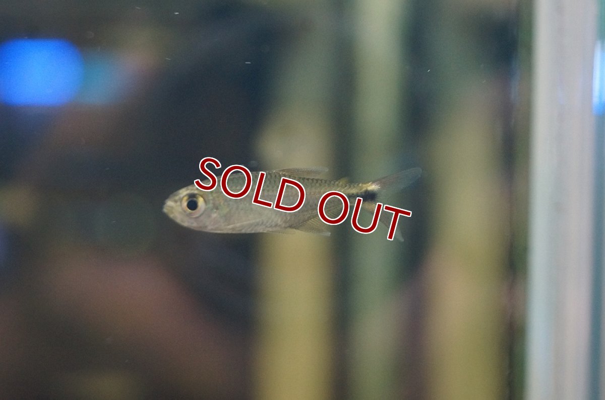 画像3: 【淡水魚】ホタルヘミグラムス リオジュルエナ産 ワイルド【1匹】（生体）【珍カラ】（熱帯魚）NKCK (3)