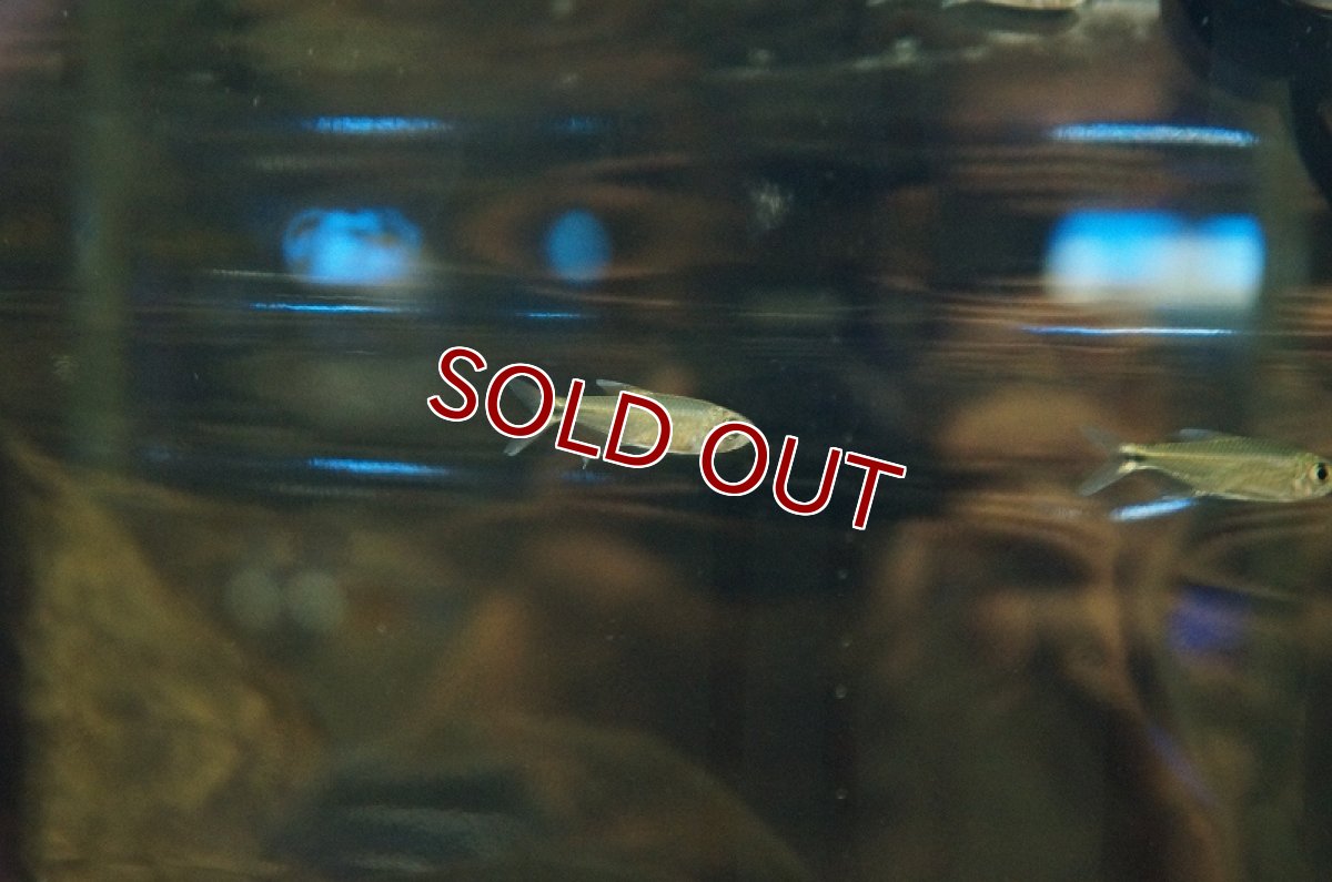 画像4: 【淡水魚】ホタルヘミグラムス リオジュルエナ産 ワイルド【1匹】（生体）【珍カラ】（熱帯魚）NKCK (4)