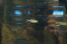 画像4: 【淡水魚】【通販】ホタルヘミグラムス リオジュルエナ産 ワイルド【1匹】（生体）【珍カラ】（熱帯魚）NKCK (4)