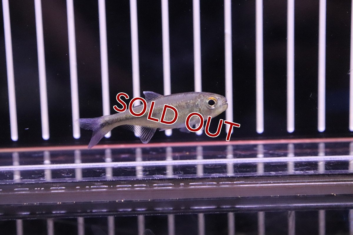 画像2: 【淡水魚】未記載種? クノダスspアルトアラグアイア ワイルド【1匹】（生体）【珍カラ】（熱帯魚）NKCK (2)