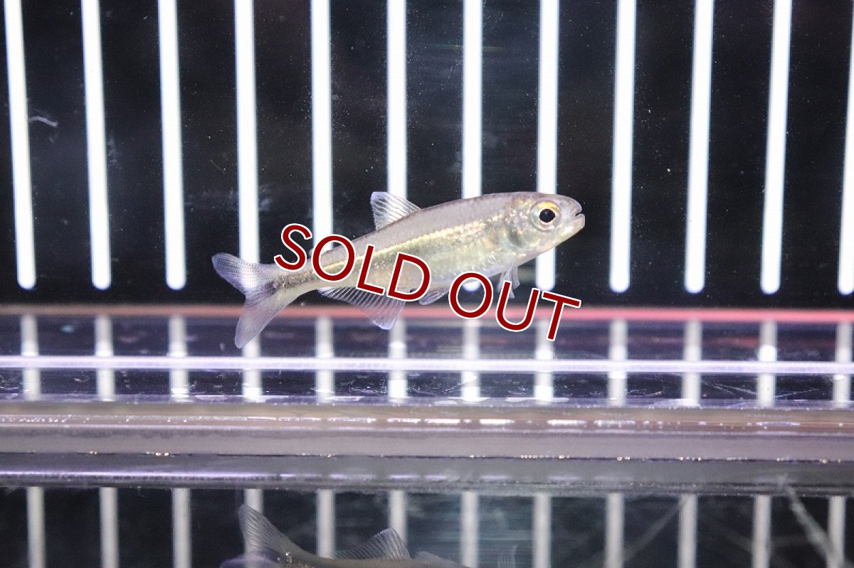 画像3: 【淡水魚】未記載種? クノダスspアルトアラグアイア ワイルド【1匹】（生体）【珍カラ】（熱帯魚）NKCK (3)