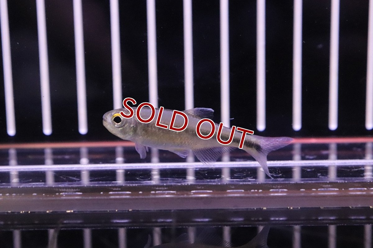 画像4: 【淡水魚】未記載種? クノダスspアルトアラグアイア ワイルド【1匹】（生体）【珍カラ】（熱帯魚）NKCK (4)