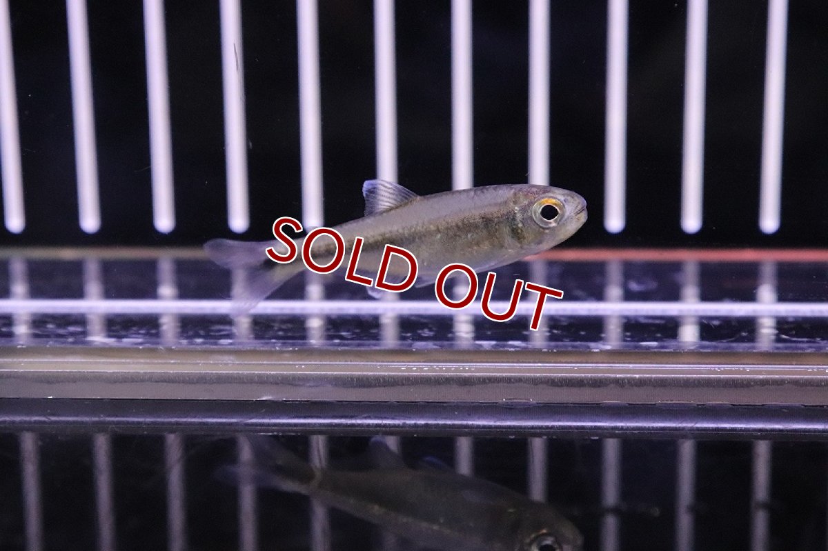 画像5: 【淡水魚】未記載種? クノダスspアルトアラグアイア ワイルド【1匹】（生体）【珍カラ】（熱帯魚）NKCK (5)