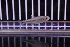 画像5: 【淡水魚】【通販】未記載種? クノダスspアルトアラグアイア ワイルド【1匹】（生体）【珍カラ】（熱帯魚）NKCK (5)