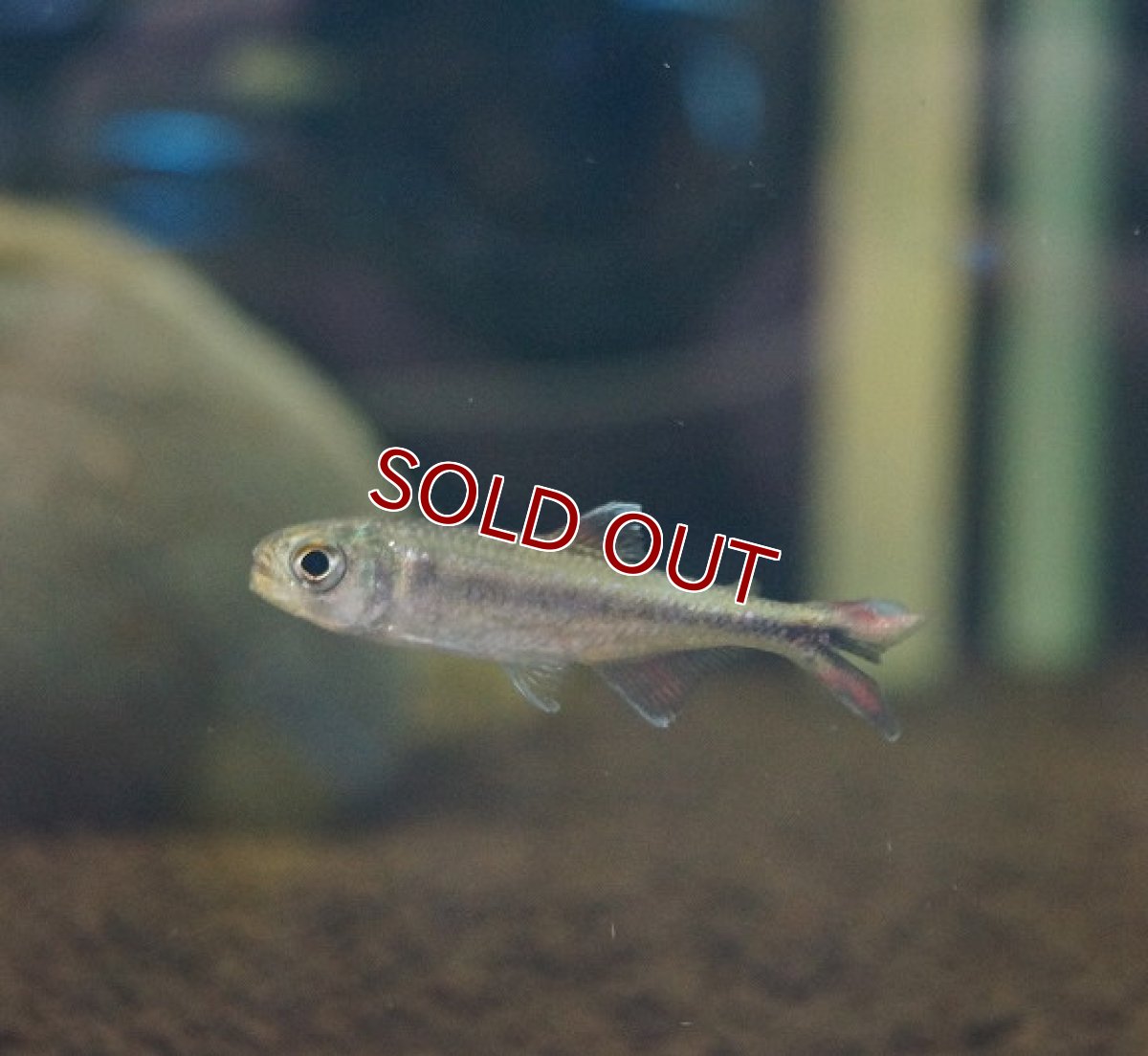 画像6: 【淡水魚】未記載種? クノダスspアルトアラグアイア ワイルド【1匹】（生体）【珍カラ】（熱帯魚）NKCK (6)