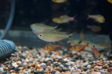 画像1: 【淡水魚】【通販】ヘミグラムス グラキリス パラナイーバ産 ワイルド【1匹】（生体）【珍カラ】（熱帯魚）NKCK (1)