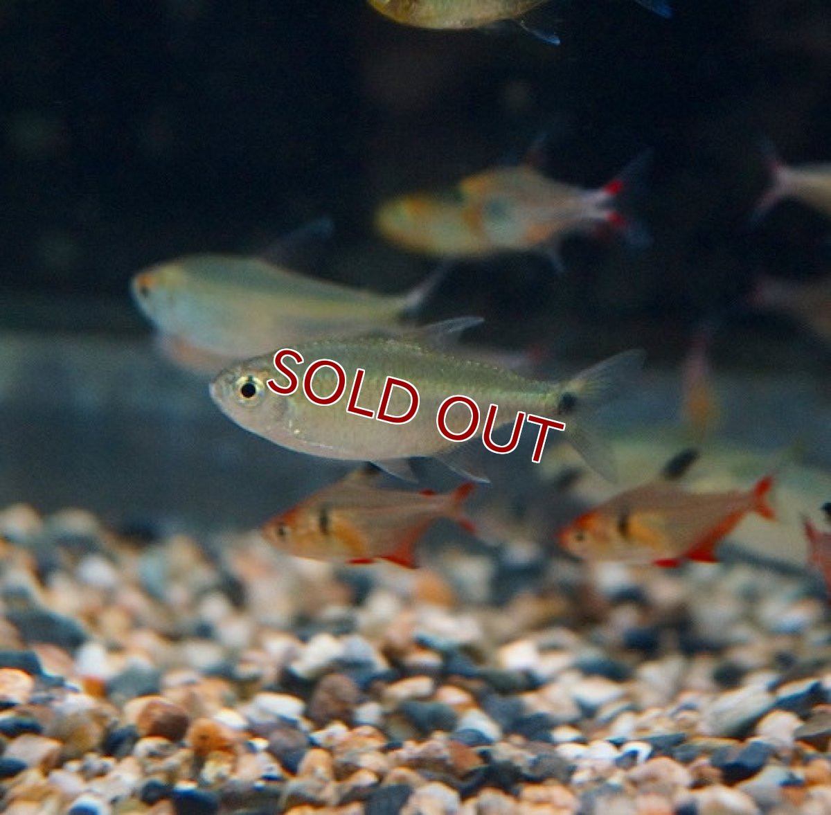 画像2: 【淡水魚】ヘミグラムス グラキリス パラナイーバ産 ワイルド【1匹】（生体）【珍カラ】（熱帯魚）NKCK (2)