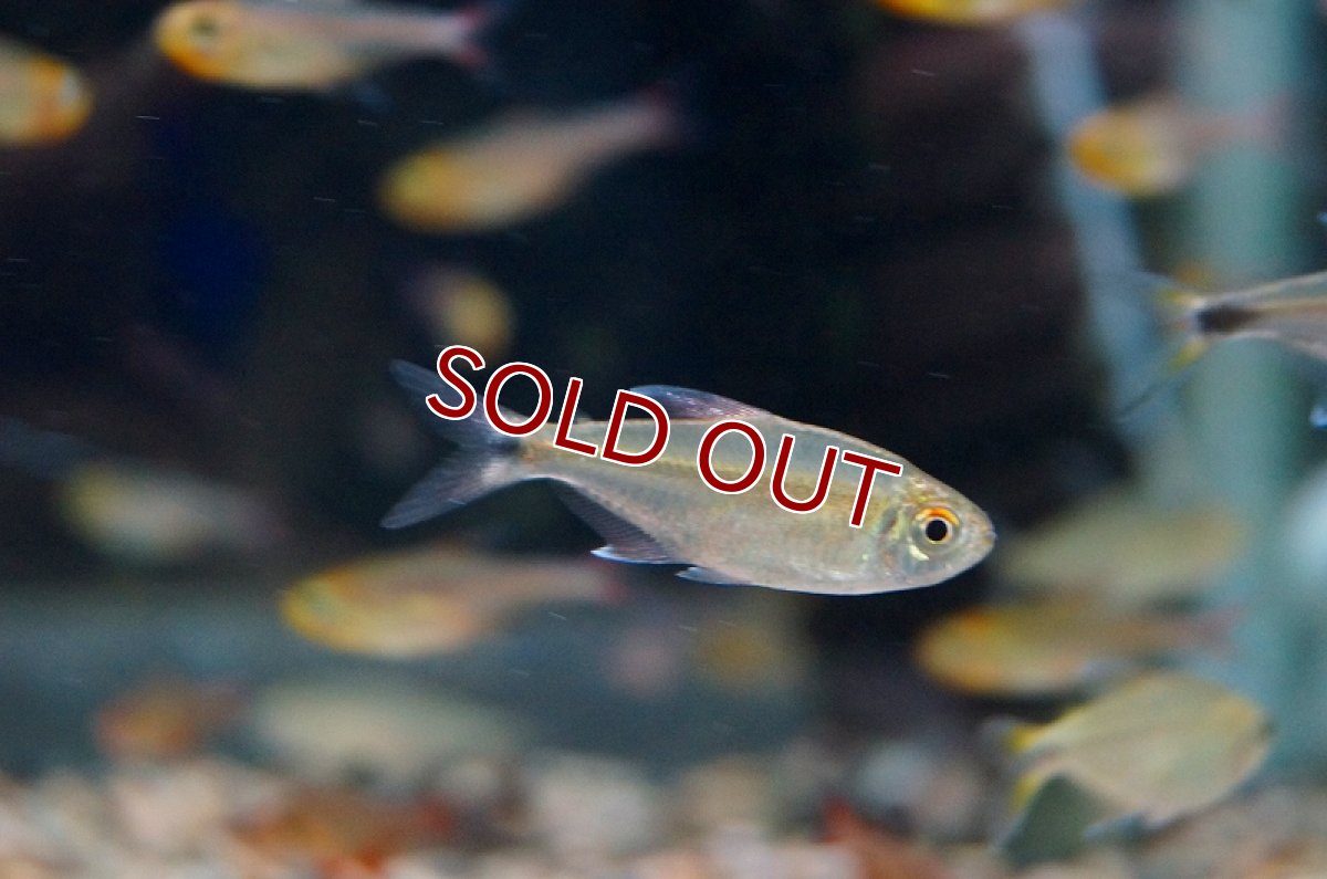画像3: 【淡水魚】ヘミグラムス グラキリス パラナイーバ産 ワイルド【1匹】（生体）【珍カラ】（熱帯魚）NKCK (3)