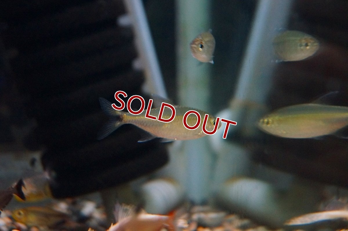 画像4: 【淡水魚】ヘミグラムス グラキリス パラナイーバ産 ワイルド【1匹】（生体）【珍カラ】（熱帯魚）NKCK (4)