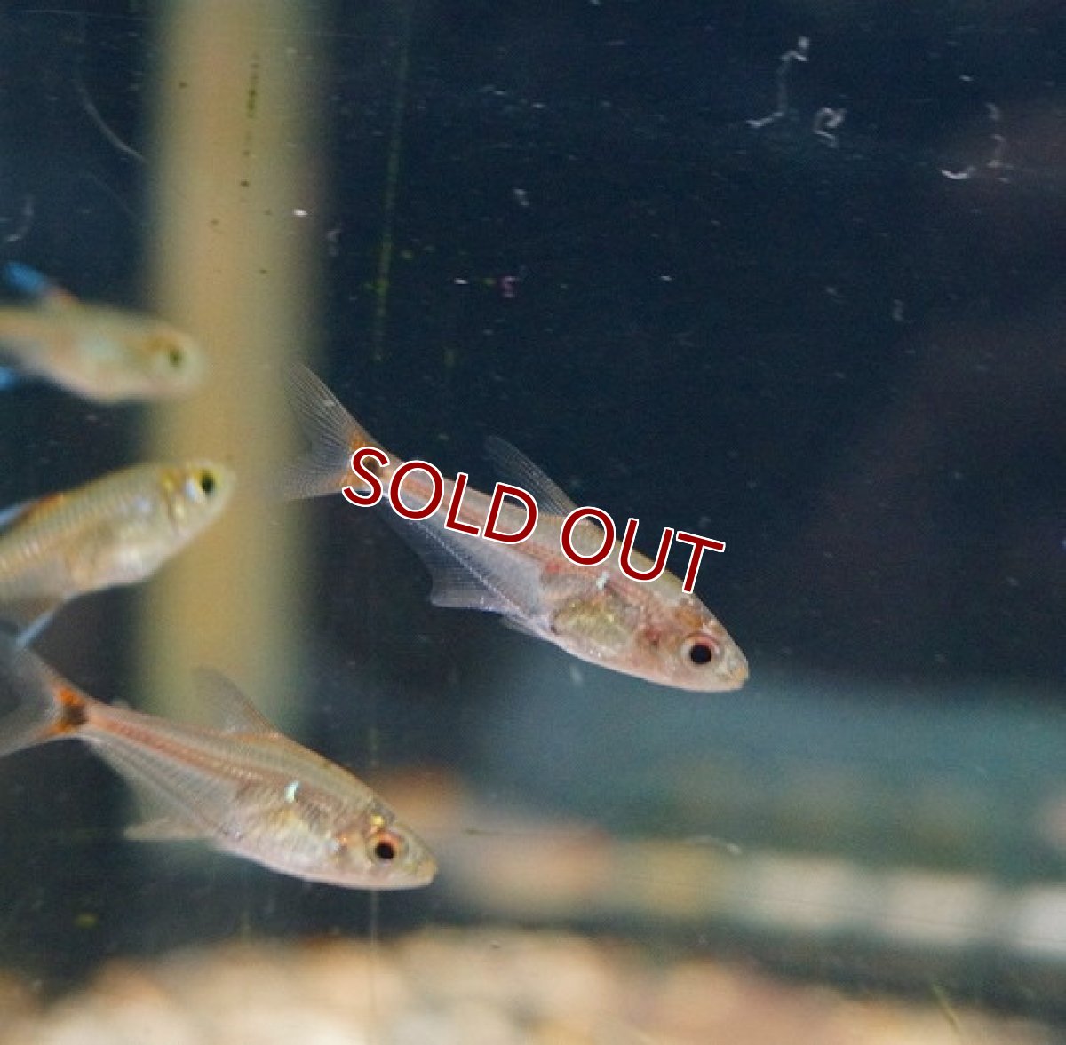 画像2: 【淡水魚】オレンジフェナコガスターテトラ リオテレスピレス産 ワイルド【1匹】（生体）【珍カラ】（熱帯魚）NKCK (2)