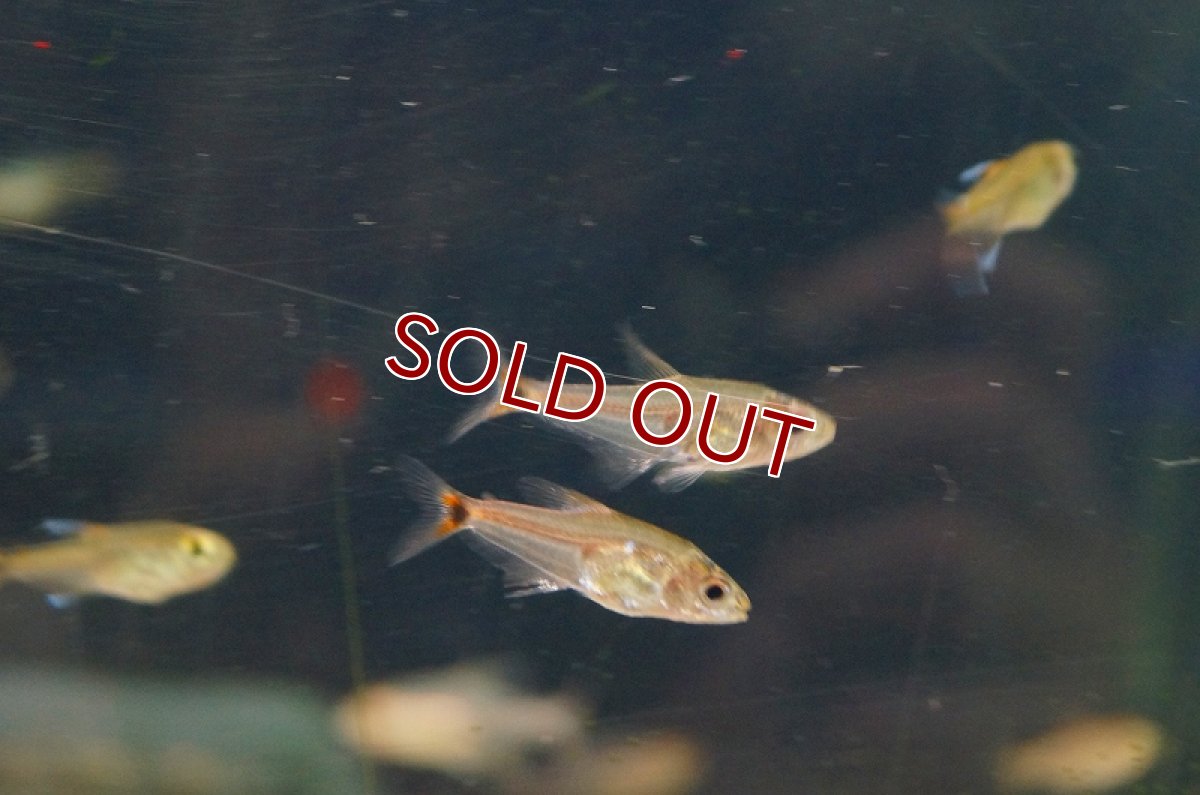画像3: 【淡水魚】オレンジフェナコガスターテトラ リオテレスピレス産 ワイルド【1匹】（生体）【珍カラ】（熱帯魚）NKCK (3)