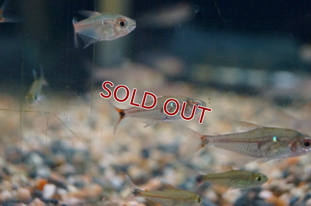 画像4: 【淡水魚】オレンジフェナコガスターテトラ リオテレスピレス産 ワイルド【1匹】（生体）【珍カラ】（熱帯魚）NKCK (4)