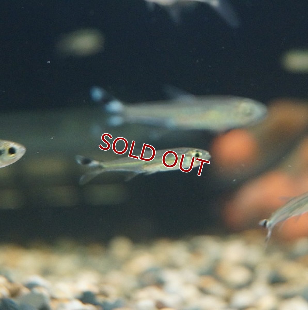 画像2: 【淡水魚】スレンダーシザーステールカラシン リオネグロ バルセロス産 ワイルド【1匹】（生体）【珍カラ】（熱帯魚）NKCK (2)