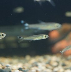 画像2: 【淡水魚】【通販】スレンダーシザーステールカラシン リオネグロ バルセロス産 ワイルド【1匹】（生体）【珍カラ】（熱帯魚）NKCK (2)