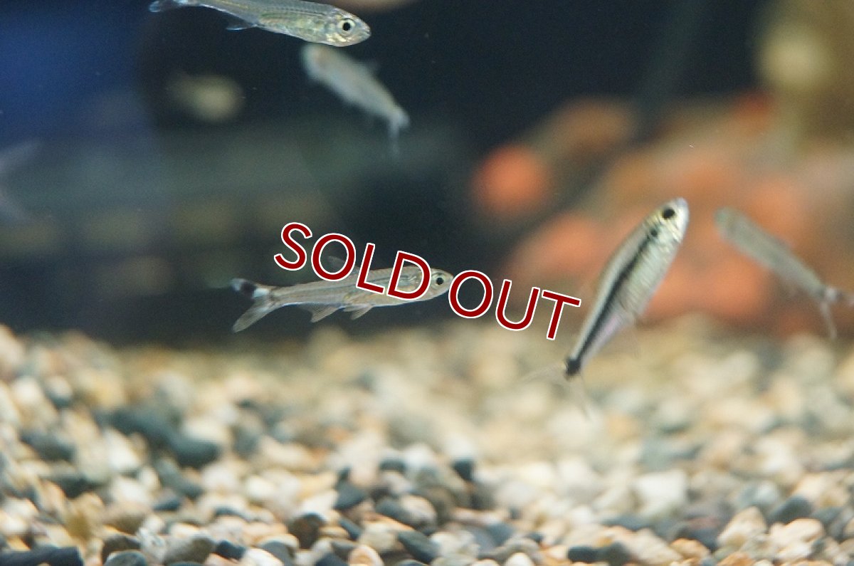 画像3: 【淡水魚】スレンダーシザーステールカラシン リオネグロ バルセロス産 ワイルド【1匹】（生体）【珍カラ】（熱帯魚）NKCK (3)