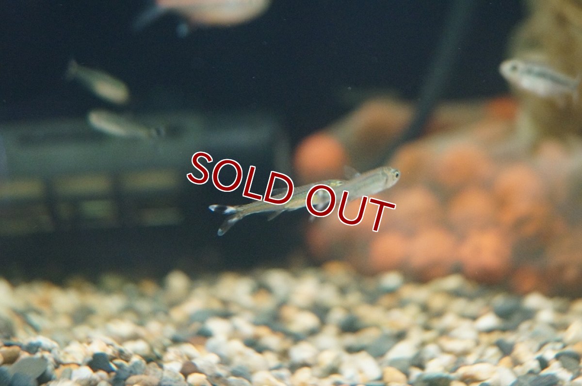 画像4: 【淡水魚】スレンダーシザーステールカラシン リオネグロ バルセロス産 ワイルド【1匹】（生体）【珍カラ】（熱帯魚）NKCK (4)