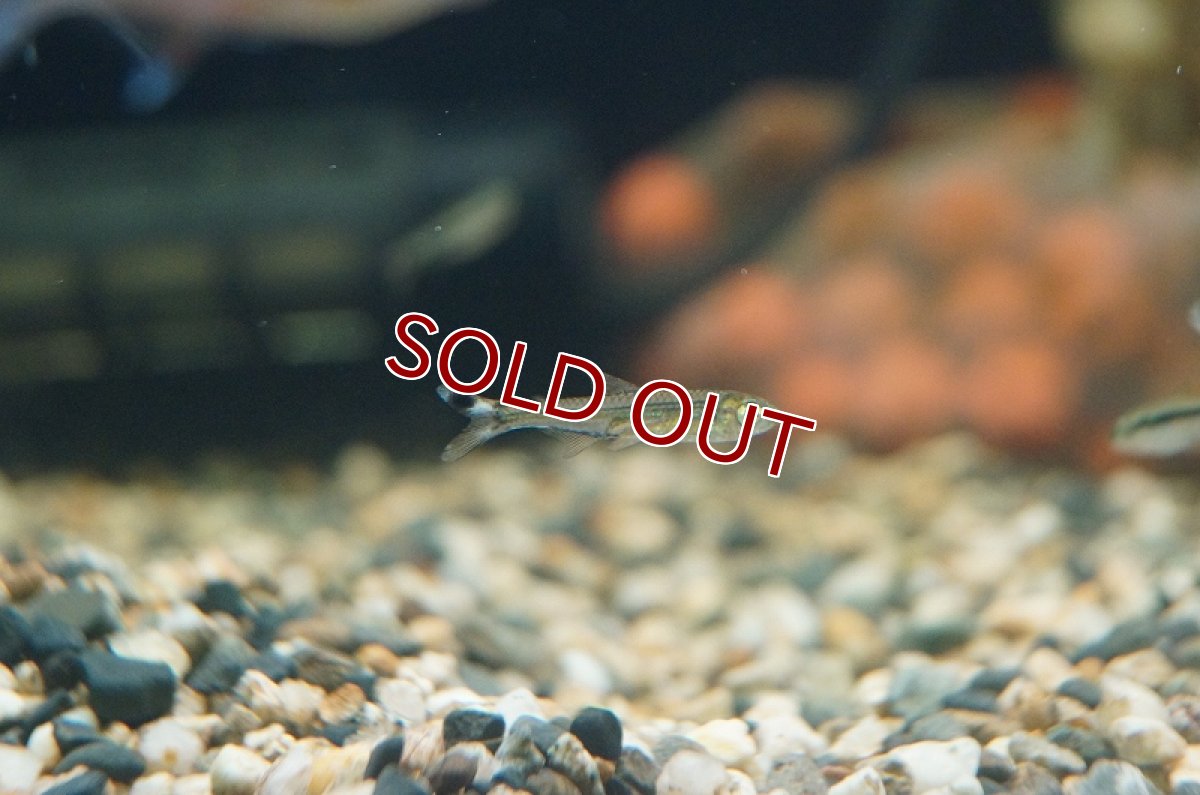 画像5: 【淡水魚】スレンダーシザーステールカラシン リオネグロ バルセロス産 ワイルド【1匹】（生体）【珍カラ】（熱帯魚）NKCK (5)