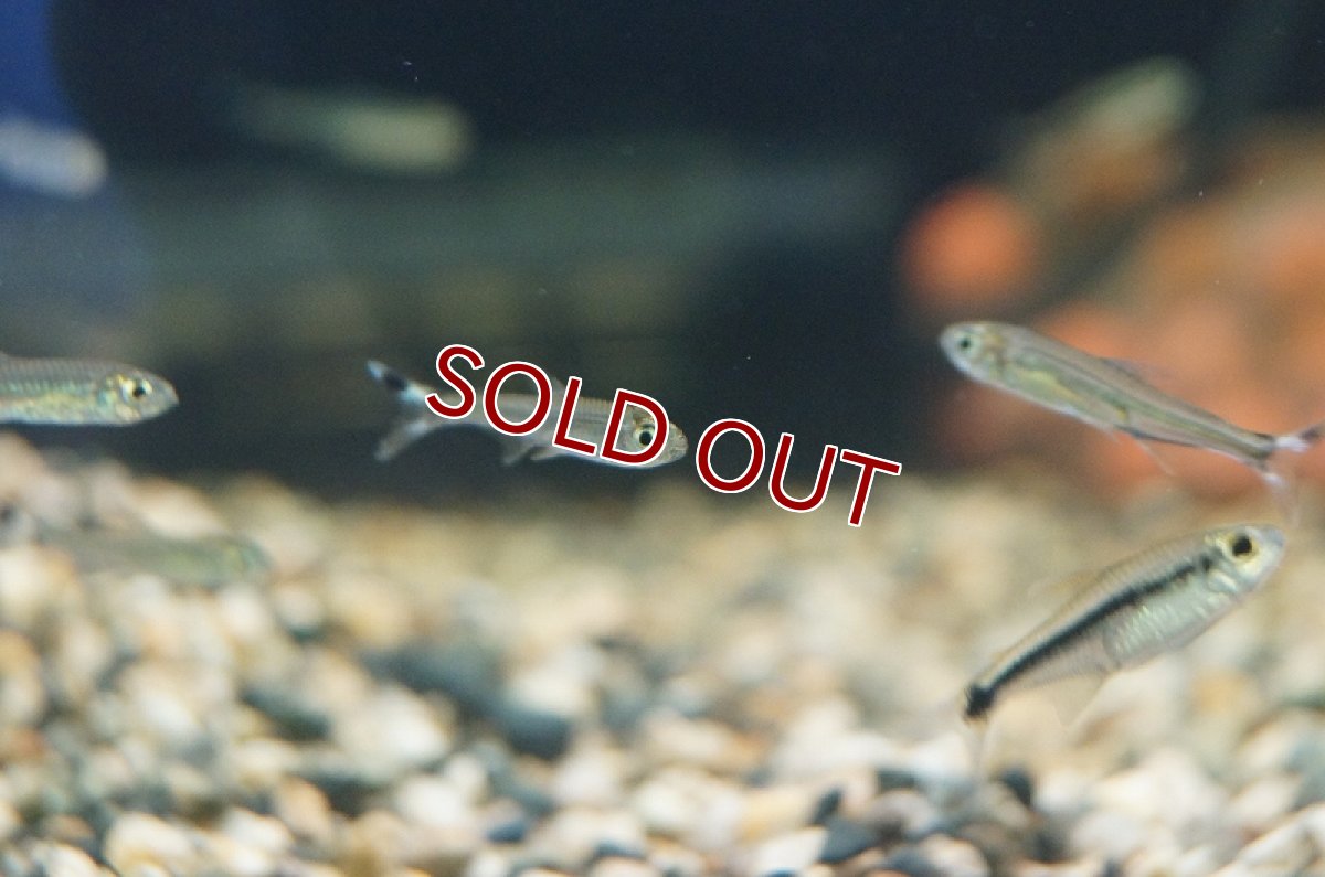 画像6: 【淡水魚】スレンダーシザーステールカラシン リオネグロ バルセロス産 ワイルド【1匹】（生体）【珍カラ】（熱帯魚）NKCK (6)