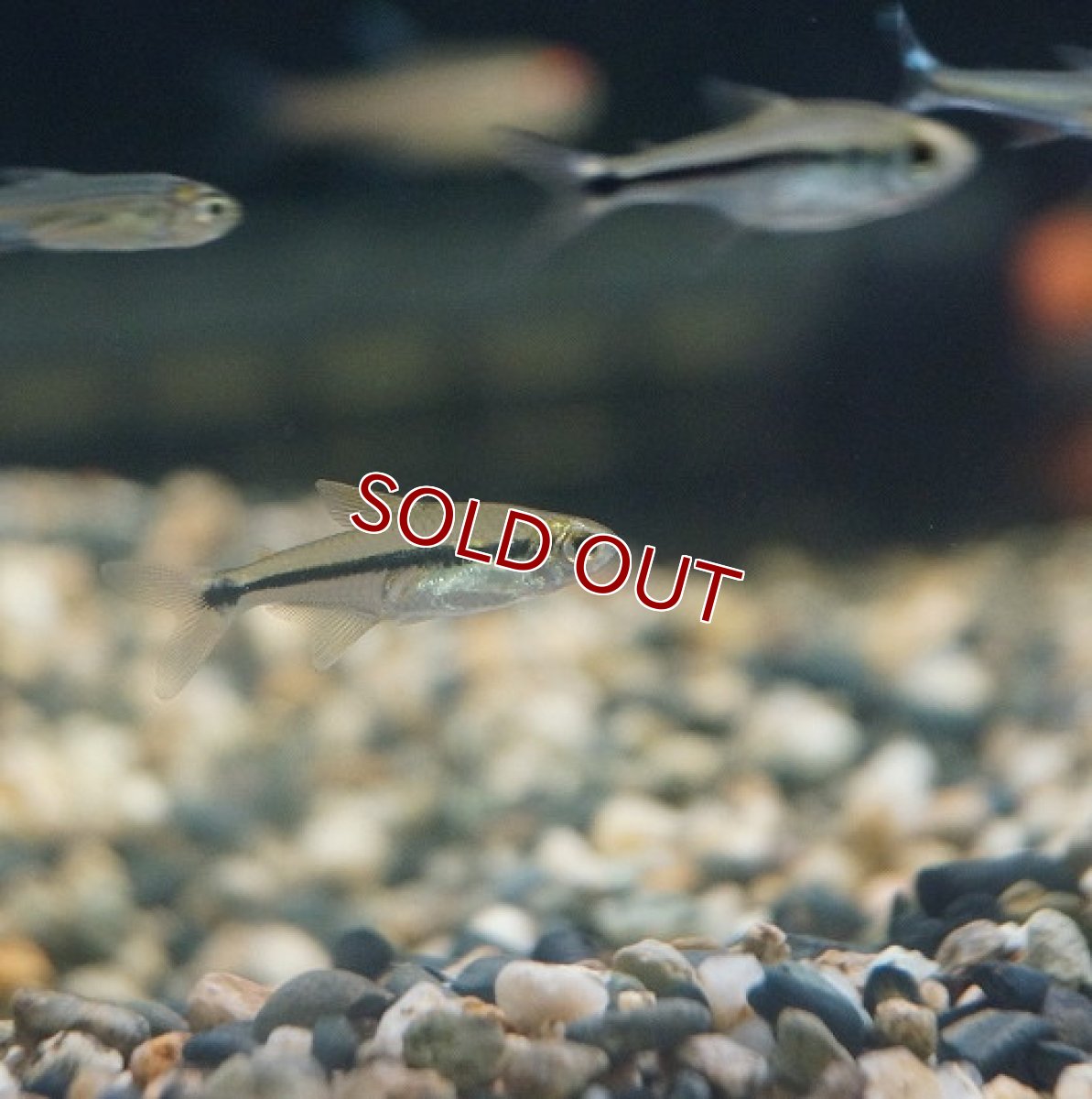 画像2: 【淡水魚】ネイビーブルーラインテトラ トカンチンス パルマス産 ワイルド【1匹】（生体）【珍カラ】（熱帯魚）NKCK (2)