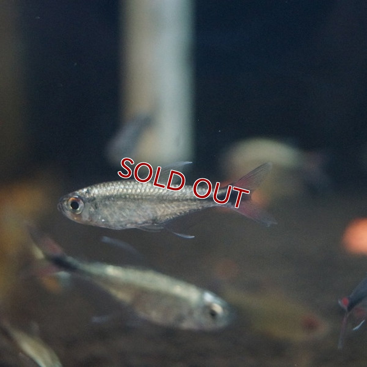 画像2: 【淡水魚】プラチナ ヘミグラムス フィラメントーサス トカンチンス産 ワイルド【1匹】（生体）【珍カラ】（熱帯魚）NKCK (2)